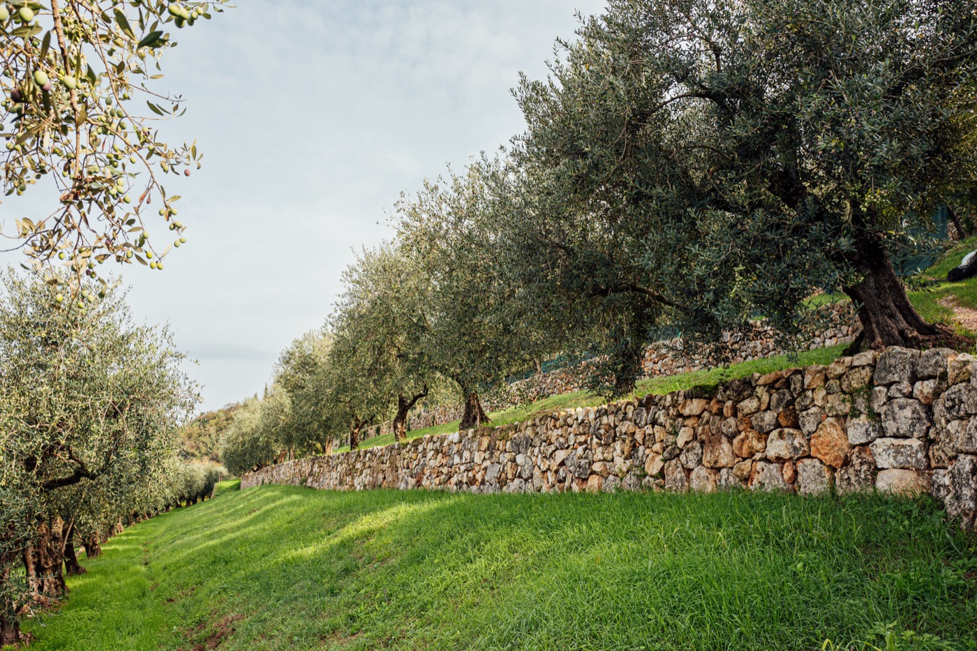 Olivenlunden med tørmurede terrasser, Campo delle Marogne
